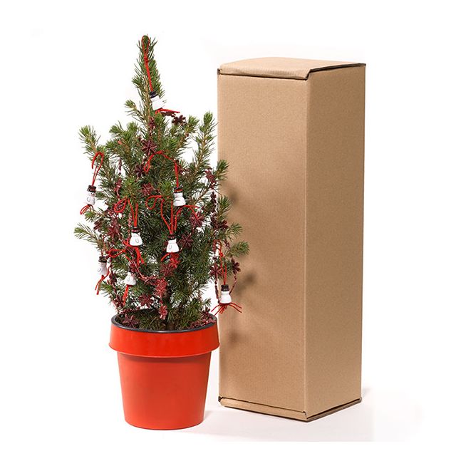 Ja hoffelijkheid Accumulatie Echte Mini Kerstboom Kopen? Goedkope Mini Kerstboom in pot